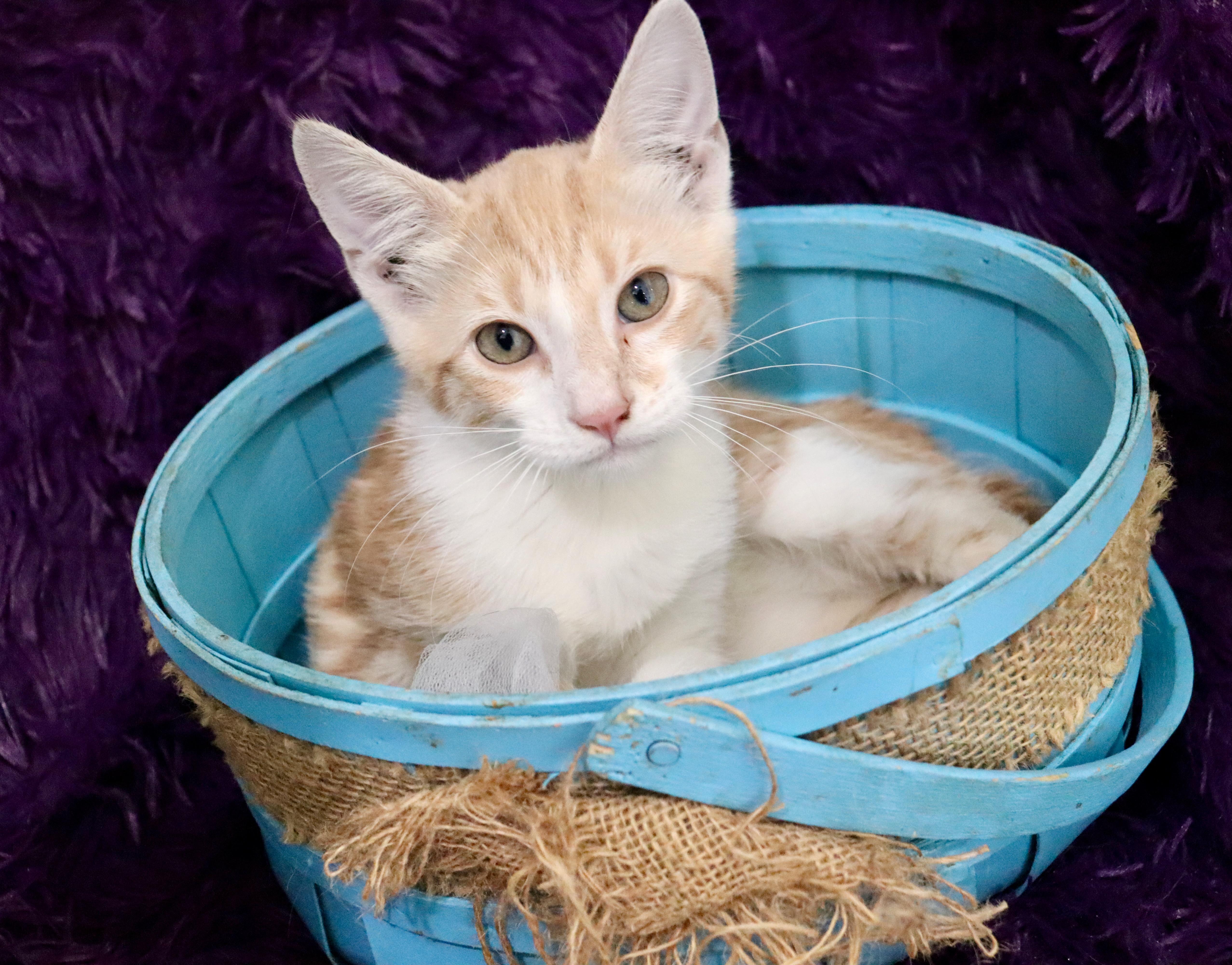 Callahan thumbnail 5