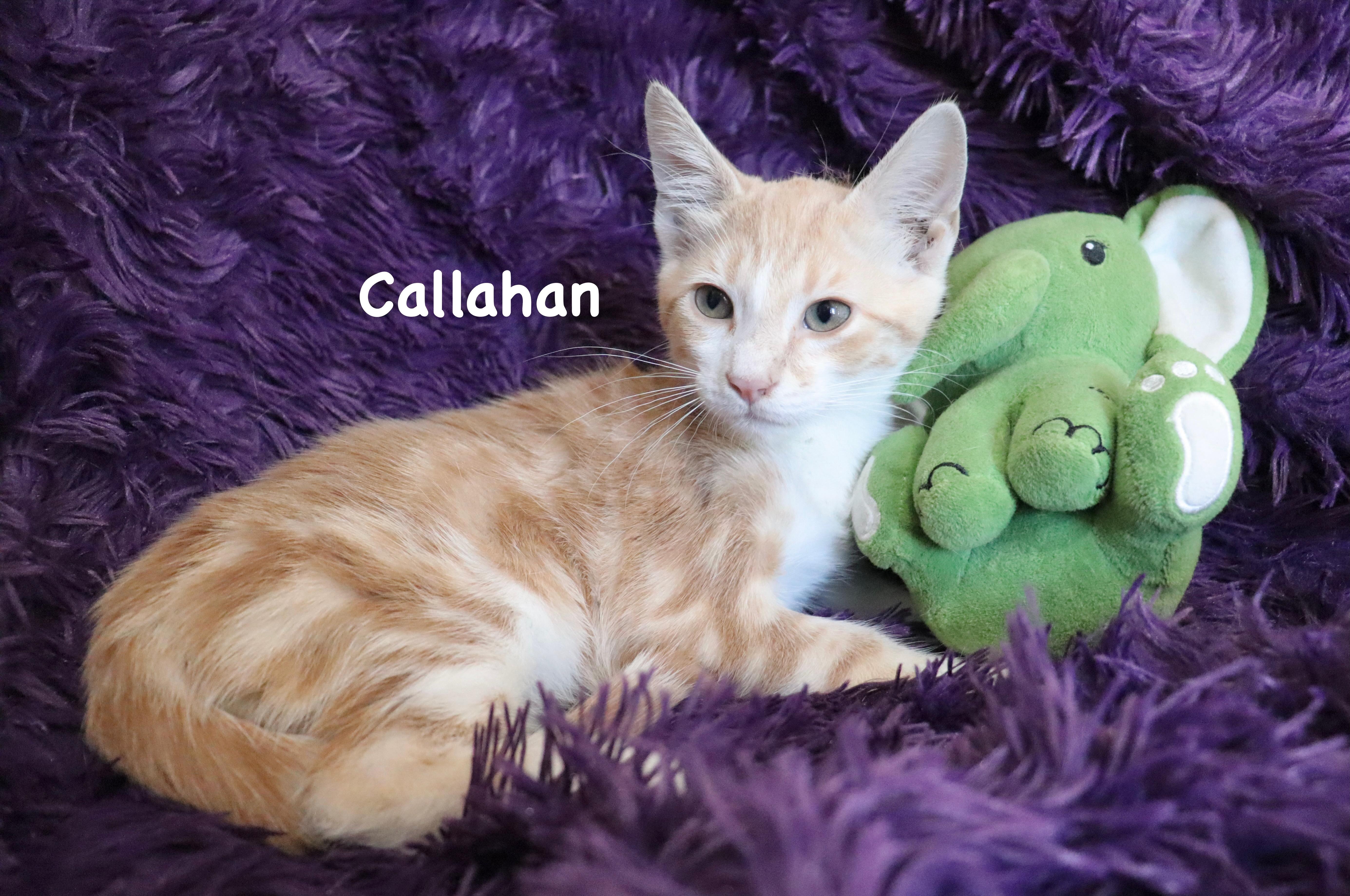 Callahan