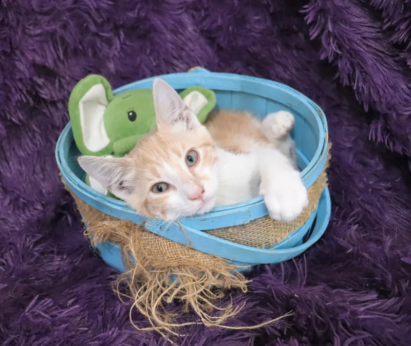 Callahan thumbnail 6