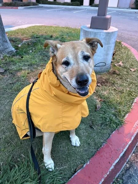 A senior large-sized male Labrador Retriever dog named Harvey for adoption in San Diego, CA