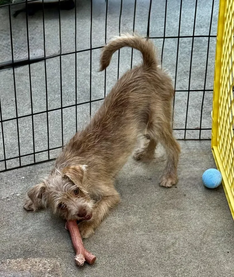 A baby small-sized female Yellow / Tan / Blond / Fawn Mixed Breed dog named Suzie for adoption in San Diego, CA