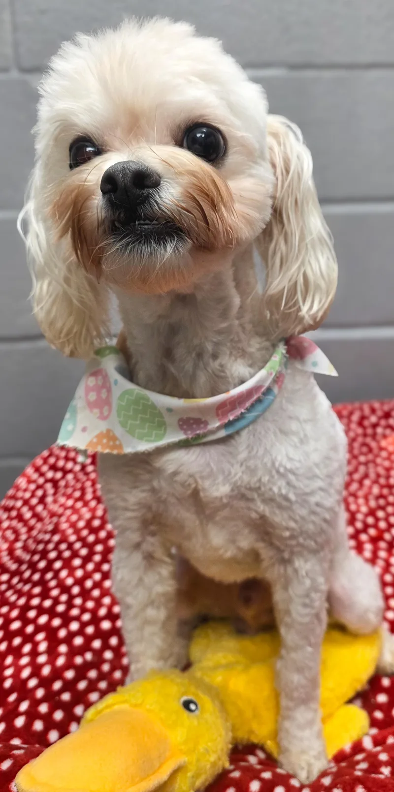 Charlie & Chachi thumbnail 2