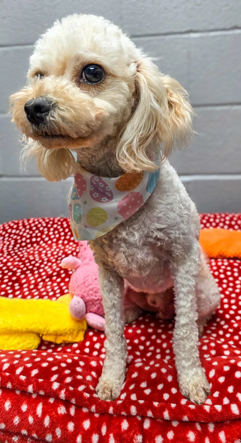 Charlie & Chachi thumbnail 3