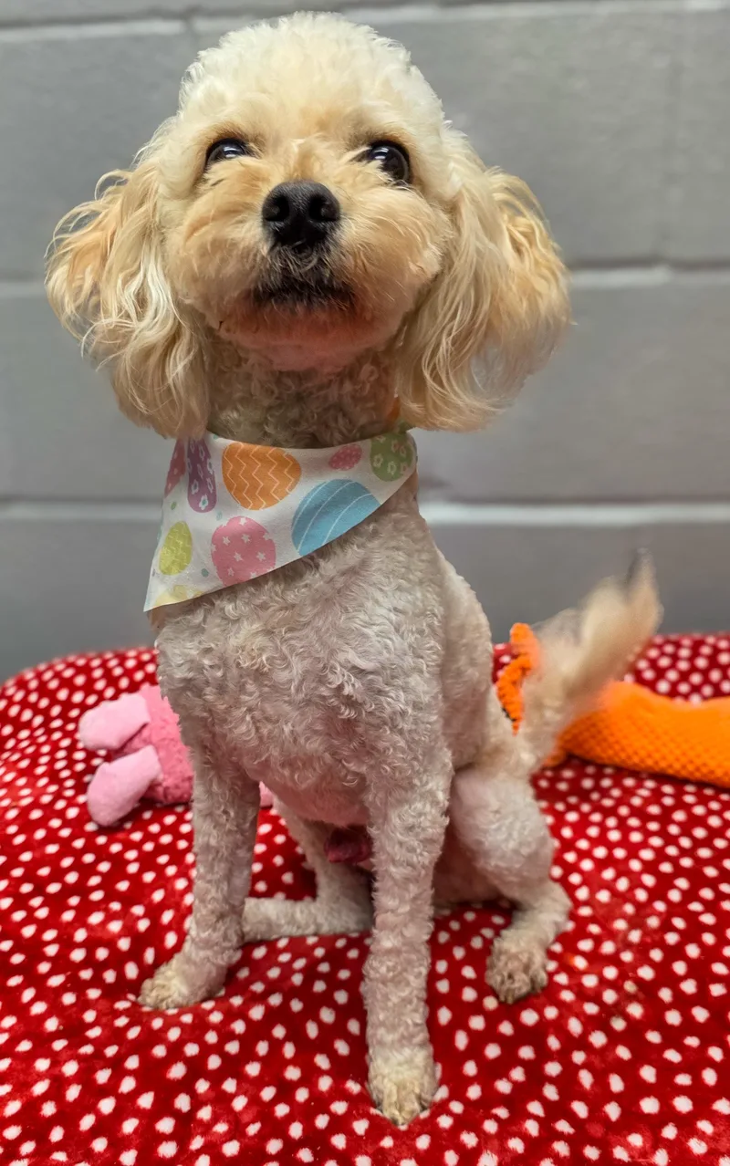 Charlie & Chachi thumbnail 4