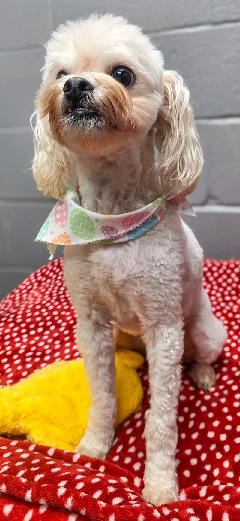 Charlie & Chachi thumbnail 5