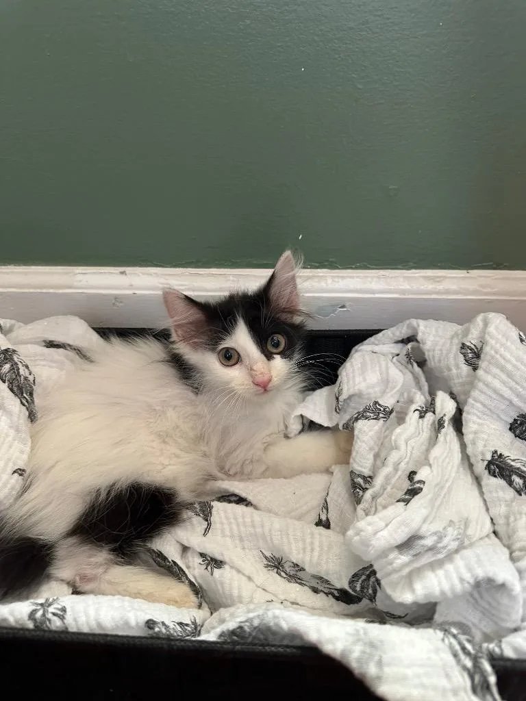 A baby medium-sized male Domestic Long Hair cat named Atlas for adoption in Little Rock, AR
