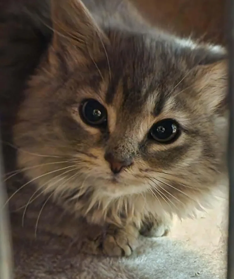 A young medium-sized female Domestic Long Hair cat named Azalea for adoption in Delran, NJ
