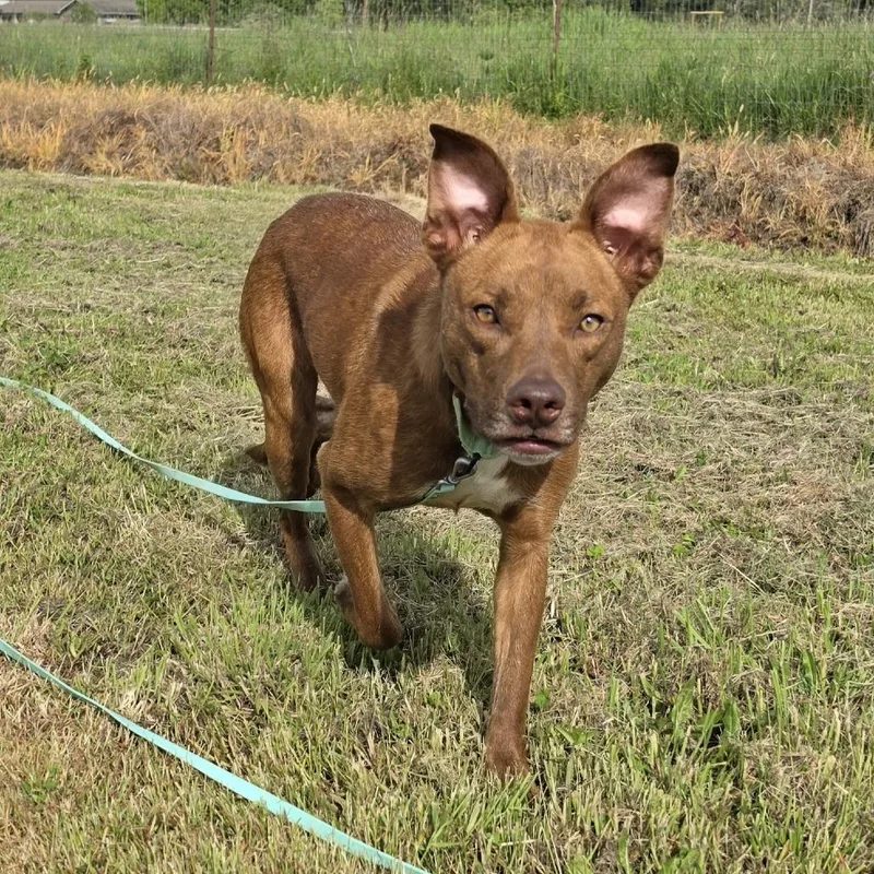 A young medium-sized female Brindle Pit Bull Terrier dog named Whimsey for adoption in Centralia, WA