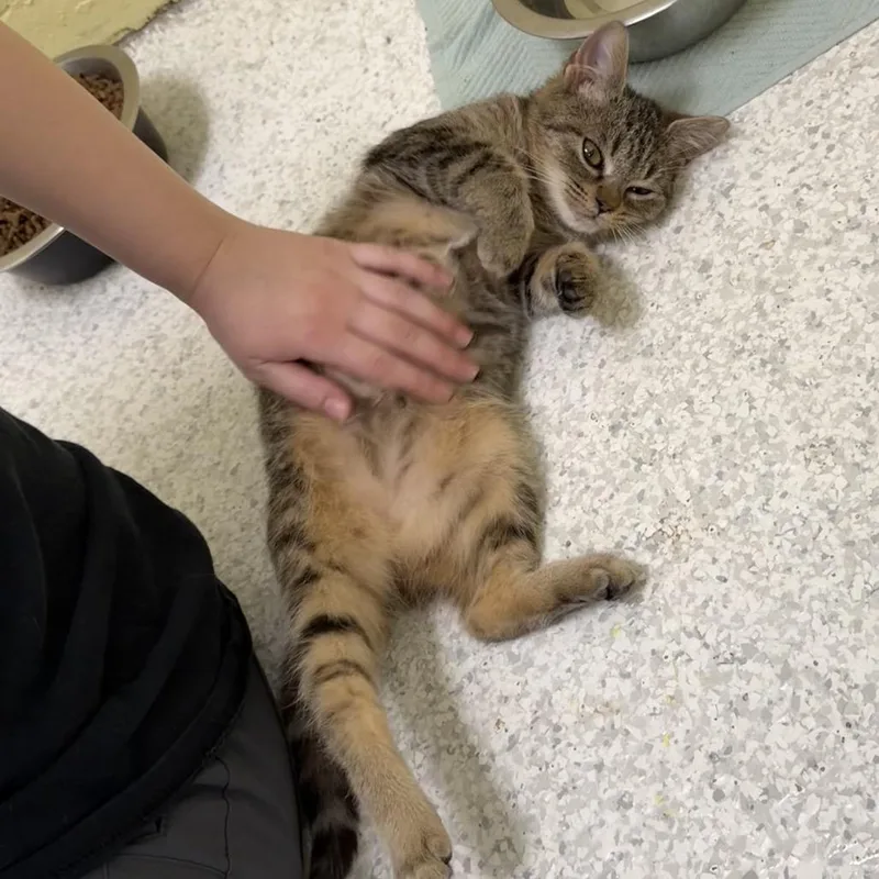 Shortstop thumbnail 2