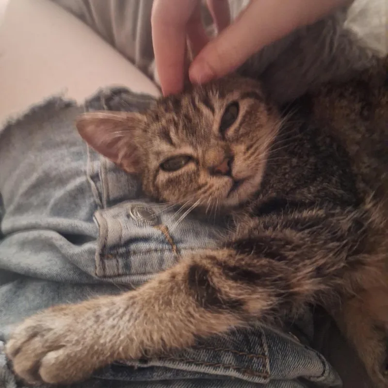 Shortstop thumbnail 3