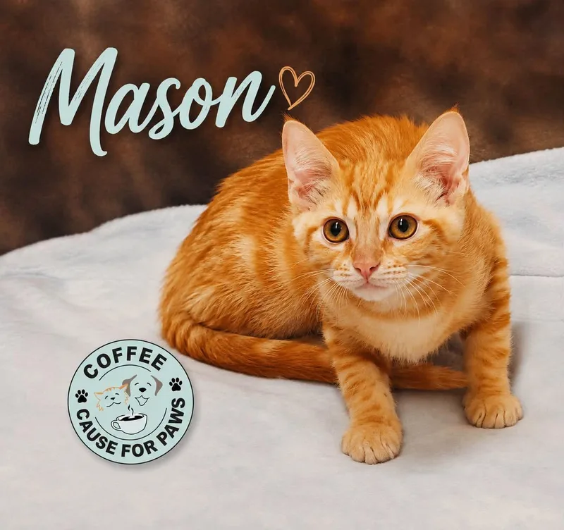 A baby small-sized male Orange / Red Domestic Short Hair cat named Mason for adoption in Douglas, GA