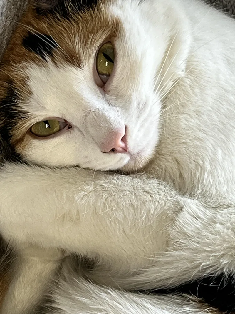 An adult medium-sized female Calico Calico cat named Jesse for adoption in Morganton, NC