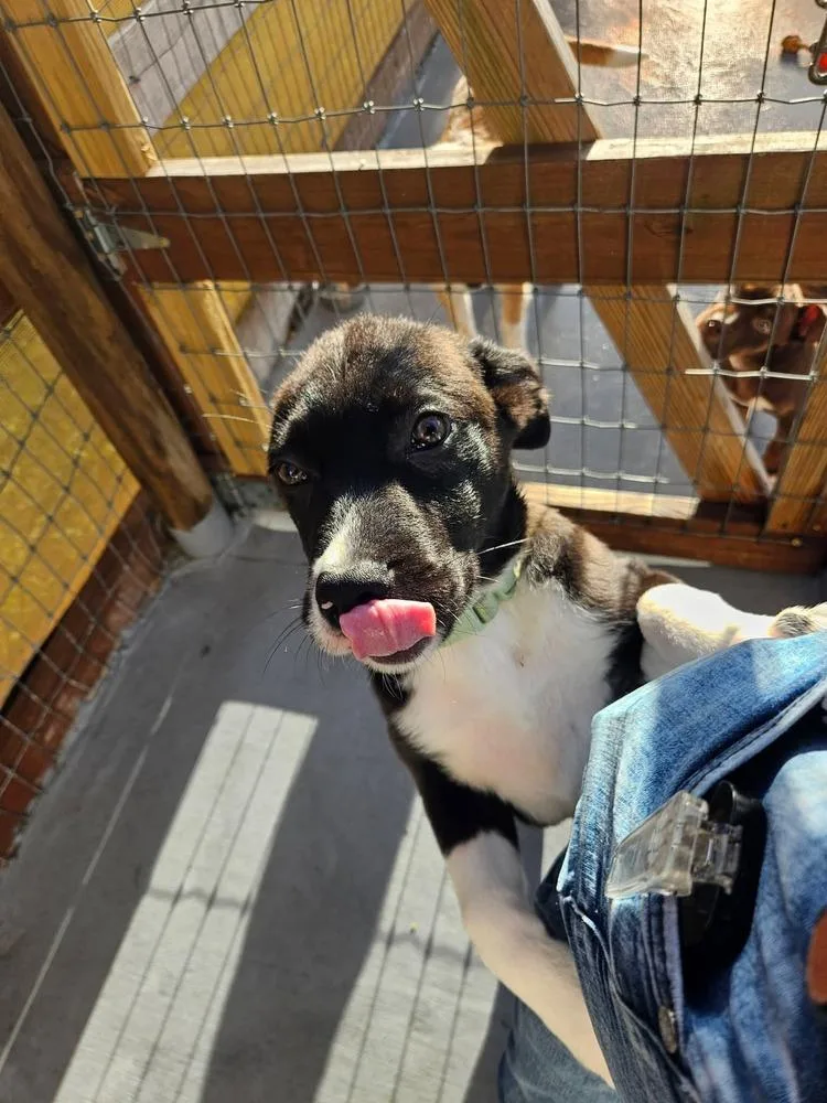 A baby medium-sized female Tricolor (Brown, Black, & White) Labrador Retriever dog named Doris for adoption in Winter Garden, FL