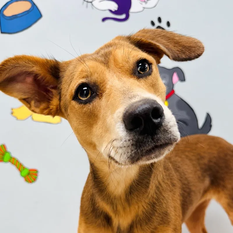A young medium-sized female Terrier dog named Honey for adoption in Lebanon, MO