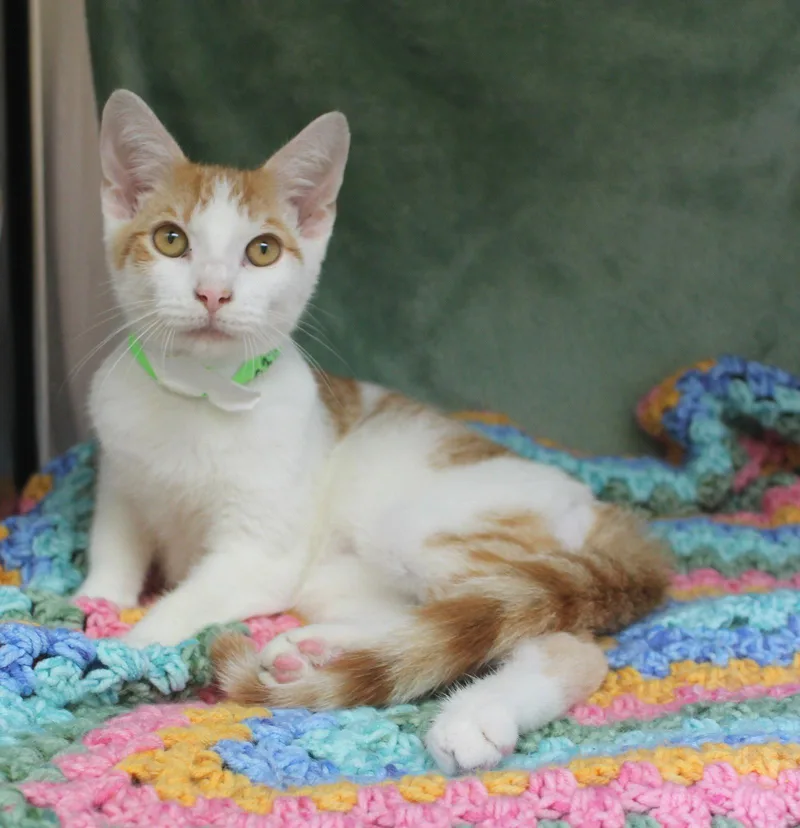 A young medium-sized male Orange & White Domestic Short Hair cat named Parking Lot for adoption in Prattville, AL