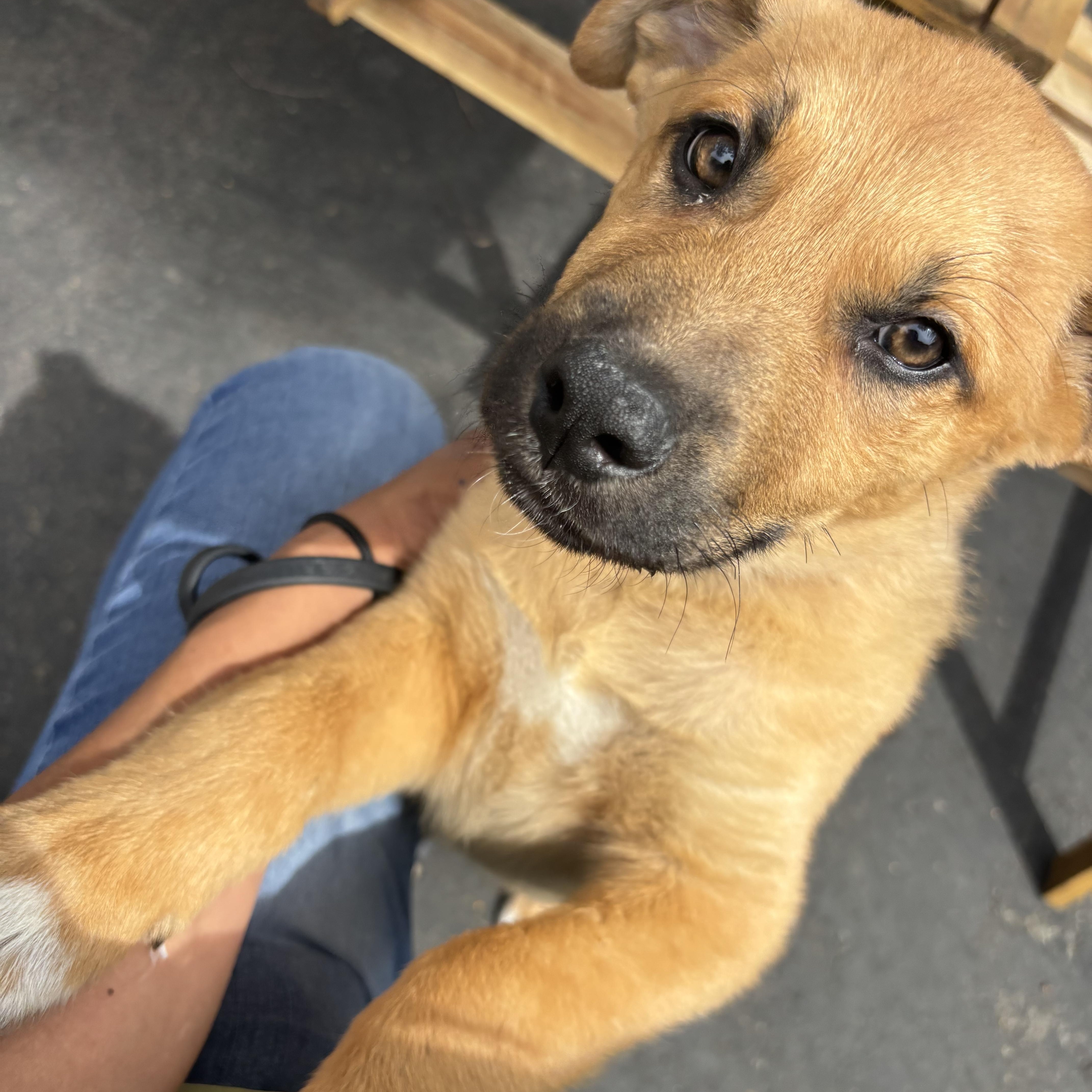 A baby small-sized male Golden Cattle Dog dog named Cowboy for adoption in Rancho Santa Margarita, CA