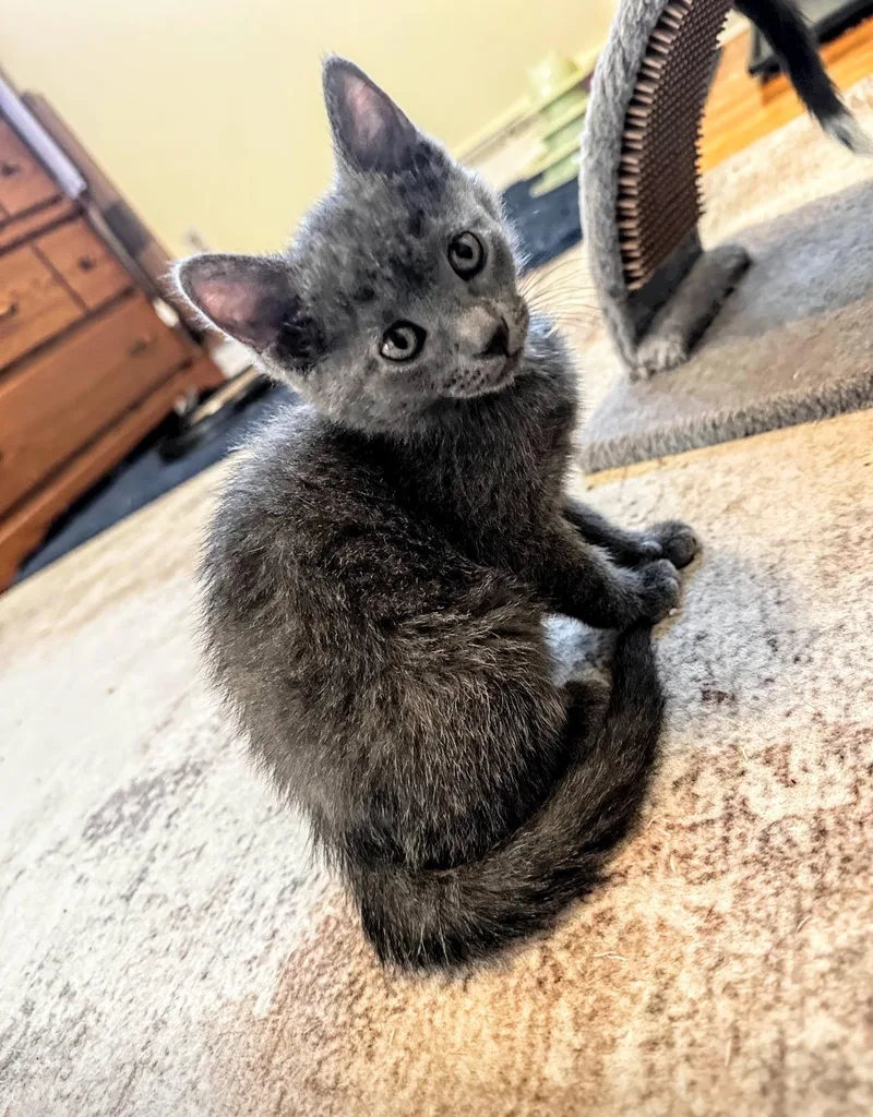 A baby medium-sized female Gray / Blue / Silver Domestic Short Hair cat named Moira for adoption in Reeseville, WI