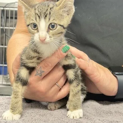 A baby small-sized male Domestic Short Hair cat named Monday for adoption in Daytona Beach, FL