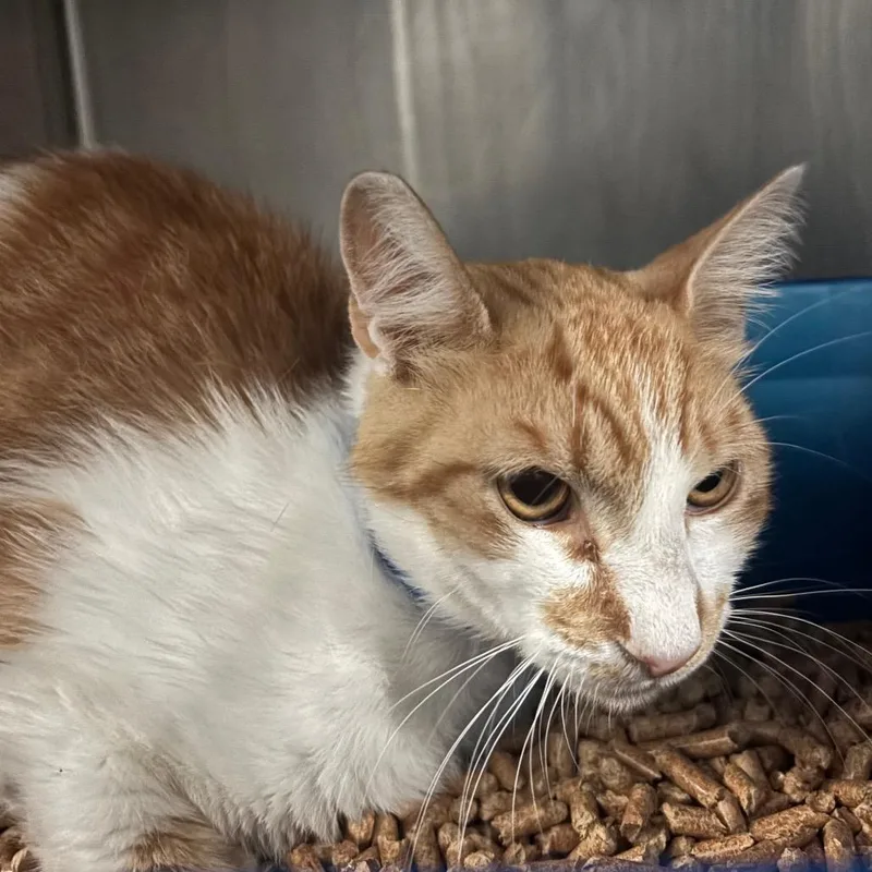 A young medium-sized male White Domestic Short Hair cat named Archer for adoption in Lakeland, FL