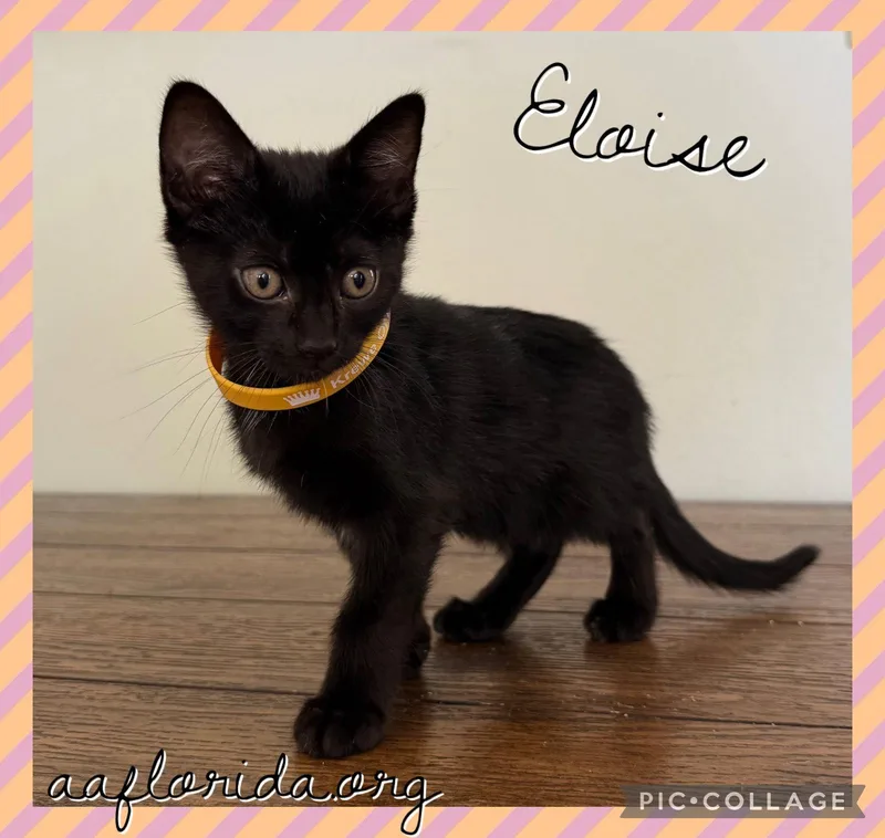 A young medium-sized female Black Domestic Short Hair cat named Eloise for adoption in Pensacola, FL