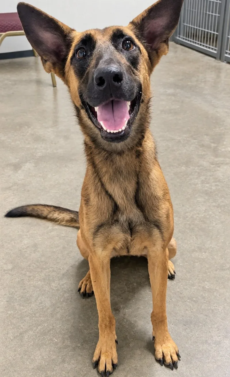 An adult medium-sized female Belgian Shepherd / Malinois dog named Pumpkyn for adoption in Jackson, GA