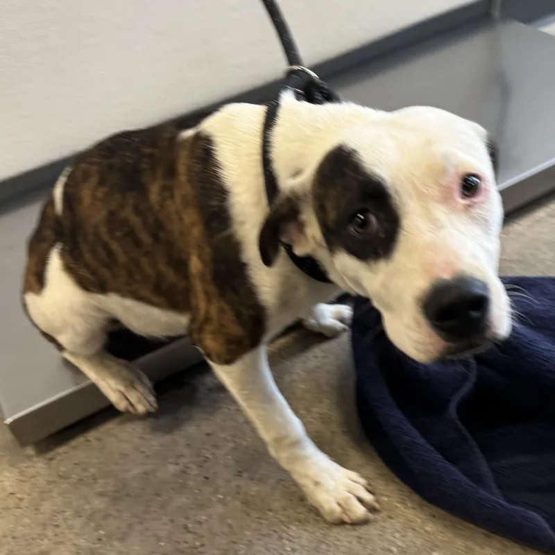 A young medium-sized female White / Cream Mixed Breed dog named Helen for adoption in Las Cruces, NM