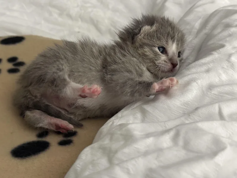 A baby medium-sized female Tabby (Gray / Blue / Silver) Domestic Short Hair cat named Puddles for adoption in Fruit Heights, UT