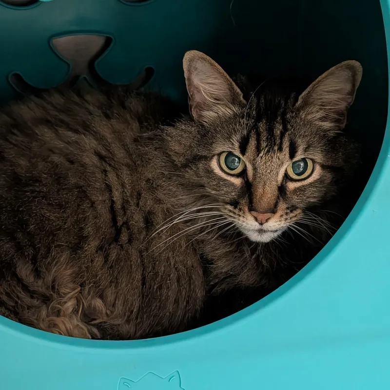 A senior large-sized female Brown / Chocolate Domestic Long Hair cat named Maryland for adoption in Titusville, FL