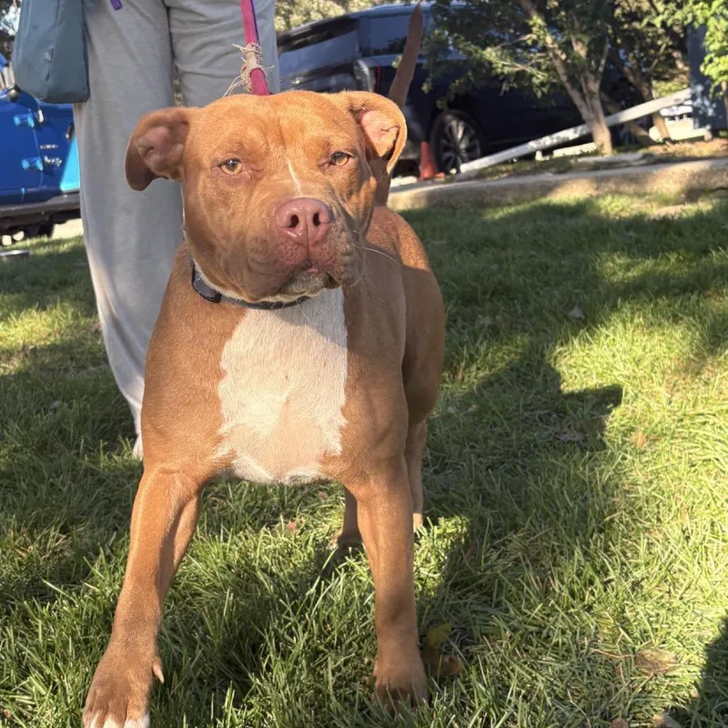 An adult medium-sized female Red / Chestnut / Orange Pit Bull Terrier dog named Jailyn for adoption in Northbrook, IL