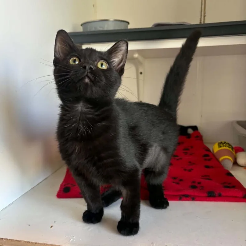 A baby small-sized female Black Domestic Short Hair cat named Lavender City of for adoption in Chino Hills, CA