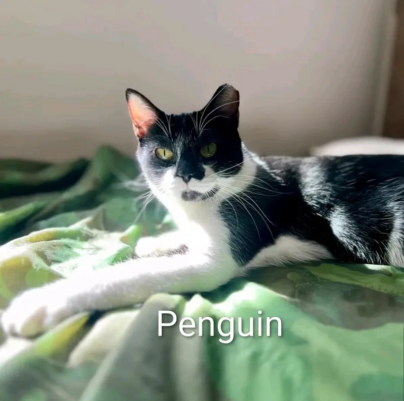 A young medium-sized female Domestic Short Hair cat named Penny for adoption in Reno, NV