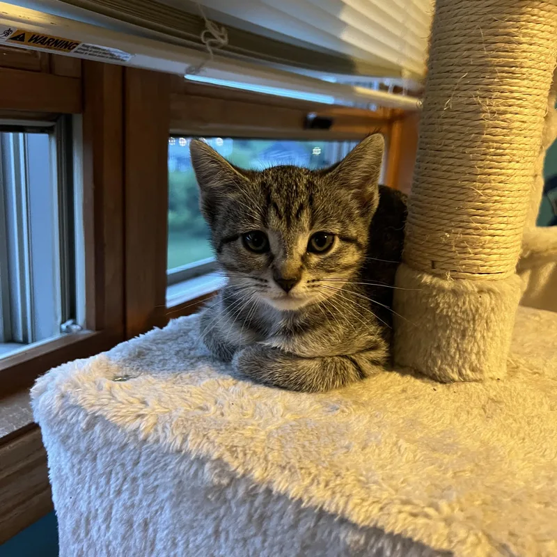 A baby small-sized female Tabby (Brown / Chocolate) Domestic Short Hair cat named Dream Float for adoption in Mineral Point, WI