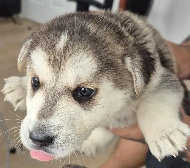 A baby small-sized female Siberian Husky dog named Daisy for adoption in San Antonio, TX
