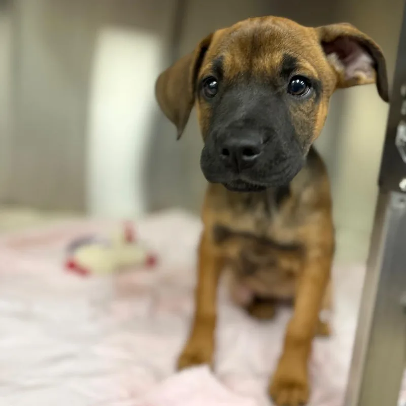 A baby large-sized female Black Rottweiler dog named Brie for adoption in Bullhead City, AZ