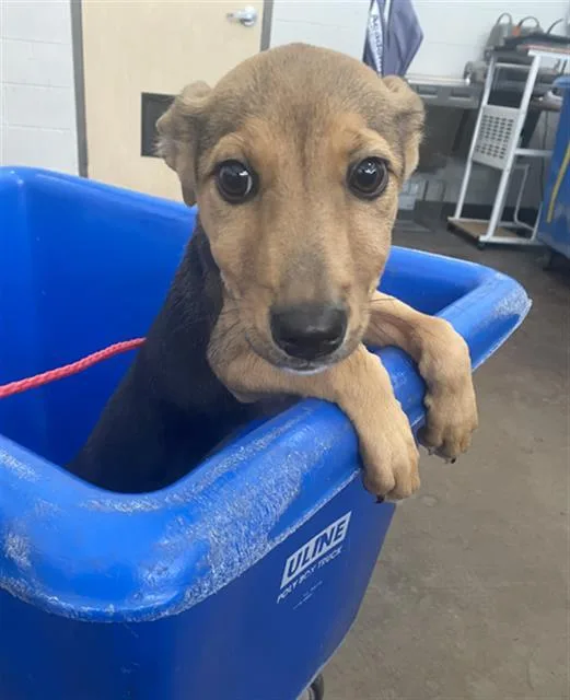 A baby large-sized female Mixed Breed dog named Dory for adoption in Dallas, TX