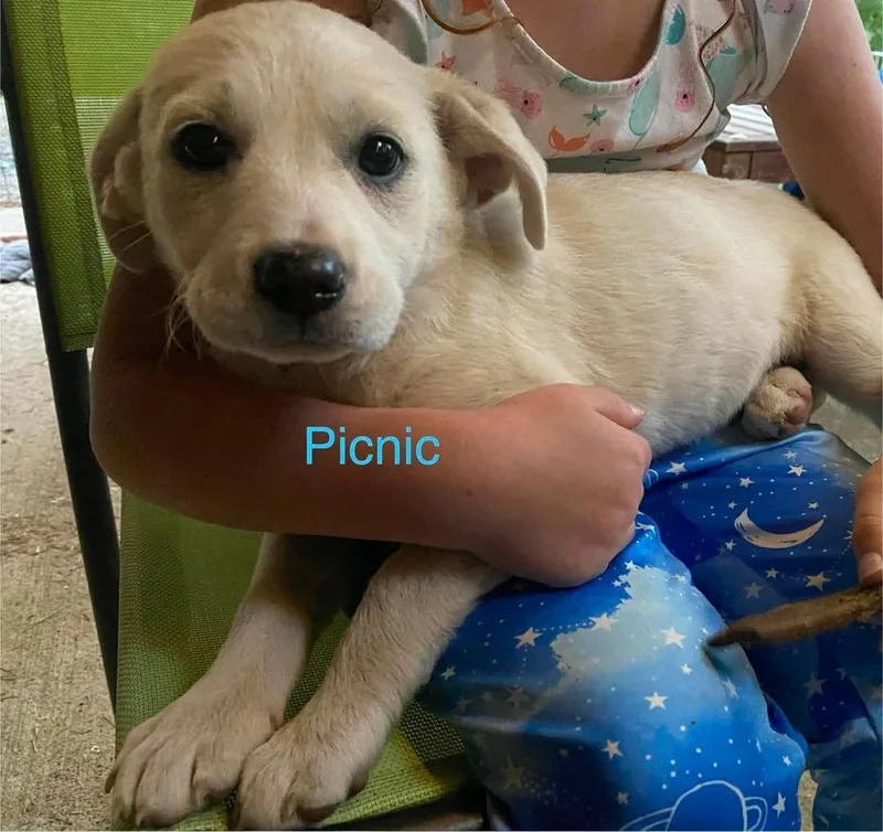 A baby large-sized male Labrador Retriever dog named Picnic for adoption in Vancouver, WA