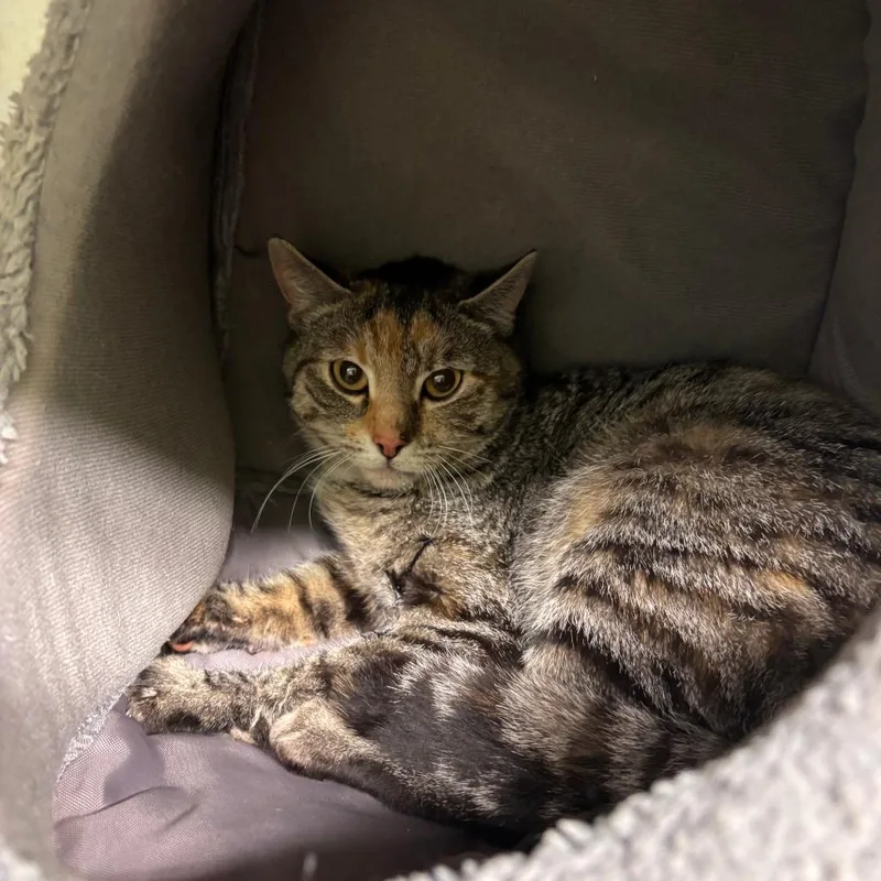 A young medium-sized female Brown / Chocolate Domestic Short Hair cat named Iggy for adoption in Spokane, WA