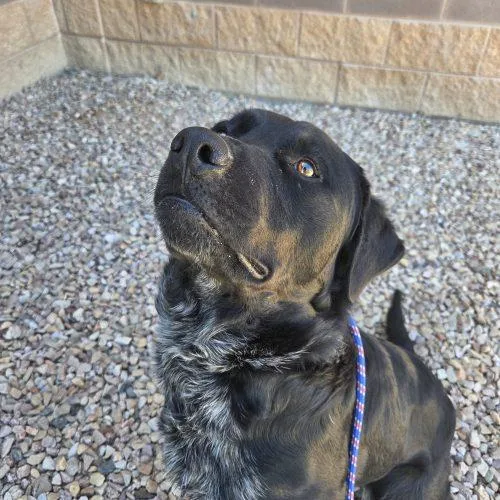 An adult large-sized male Bicolor Black Labrador Retriever dog named Drake for adoption in Grand Junction, CO