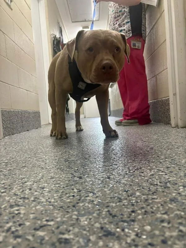 An adult medium-sized male Yellow / Tan / Blond / Fawn Pit Bull Terrier dog named Unknown for adoption in Burgaw, NC