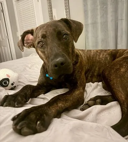 An adult large-sized female Cane Corso dog named Tammy for adoption in Atlanta, GA