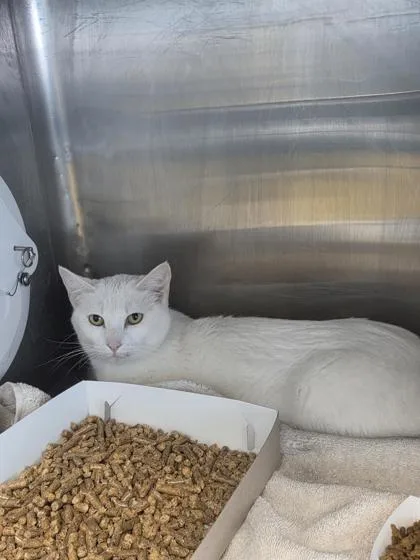 Snow White thumbnail 2