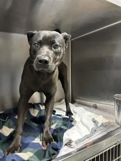 An adult medium-sized male Mixed Breed dog named Midi for adoption in Atlanta, GA