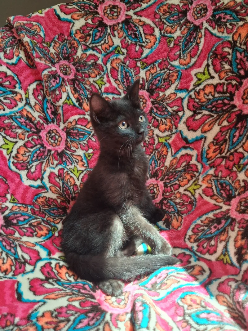 A baby small-sized female Domestic Short Hair cat named Aqua for adoption in Hershey, PA