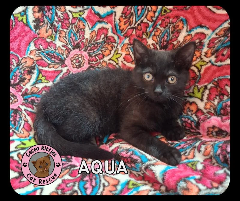 Aqua thumbnail 4