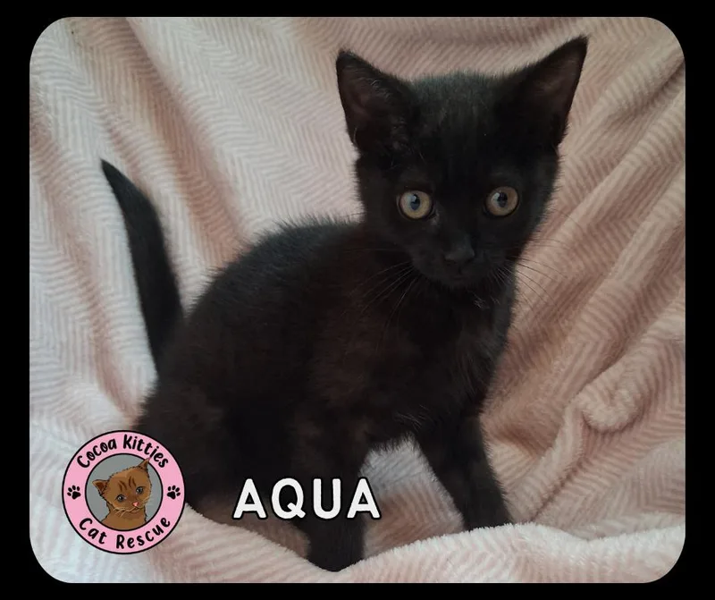 Aqua thumbnail 5