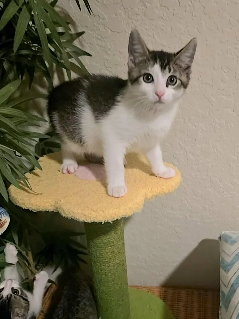 A baby medium-sized female Tabby (Gray / Blue / Silver) Domestic Short Hair cat named Velma for adoption in Tierra Verde, FL