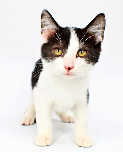 A baby small-sized male Domestic Short Hair cat named Nachos for adoption in Morton Grove, IL