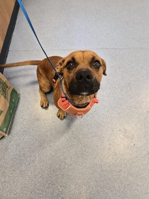An adult medium-sized male Pit Bull Terrier dog named Linden for adoption in San Jose, CA