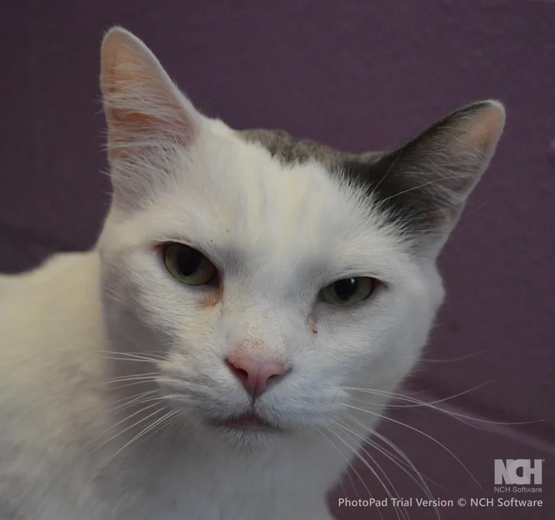 An adult medium-sized male Domestic Short Hair cat named Junior for adoption in House Springs, MO