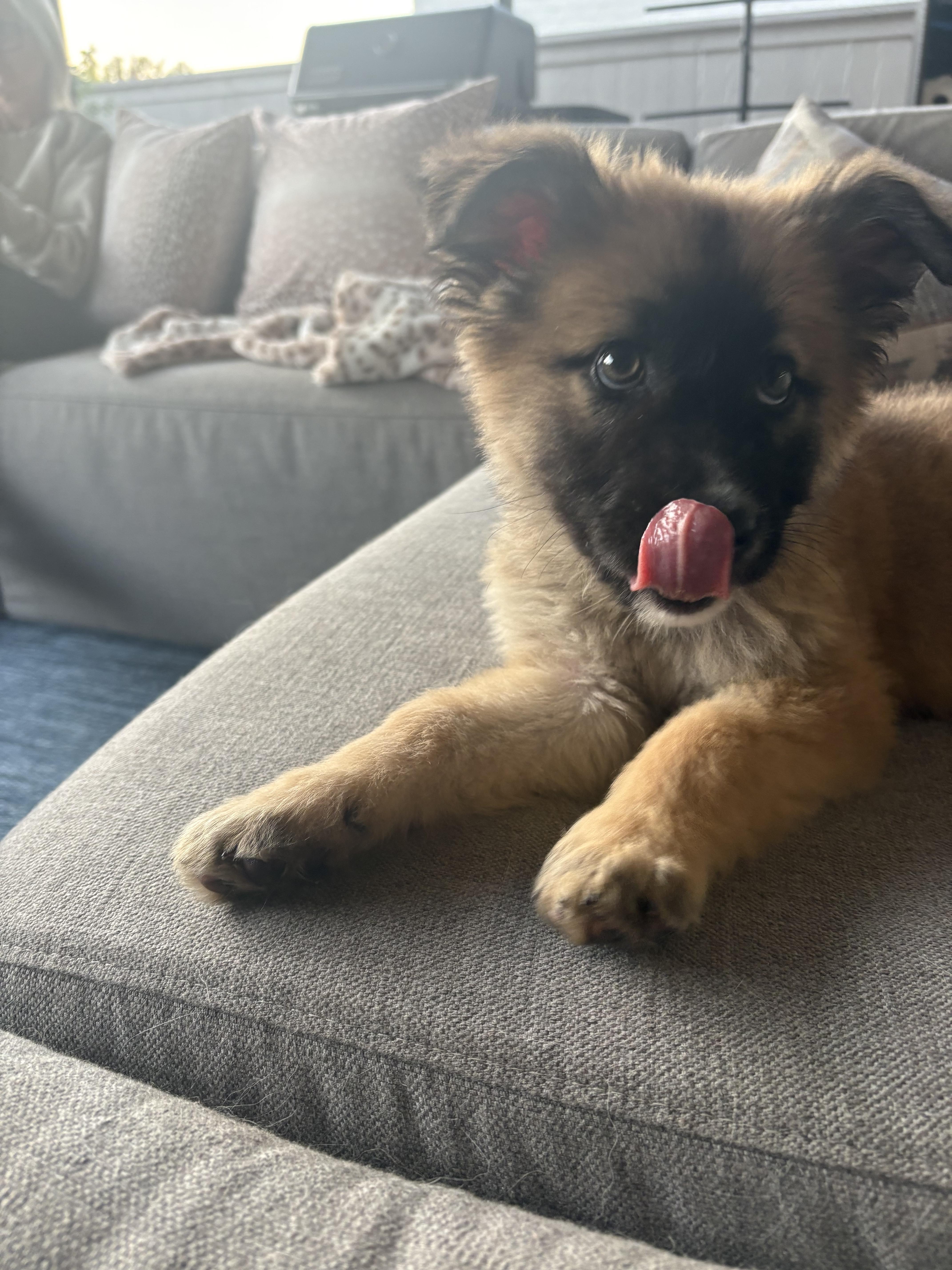 A baby medium-sized male Brown / Chocolate Golden Retriever dog named Sully for adoption in Cordova, TN